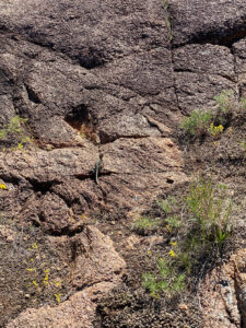 lizard crawling over rocks