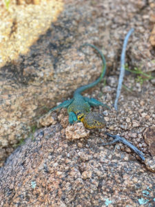 blue lizard laying on rocks