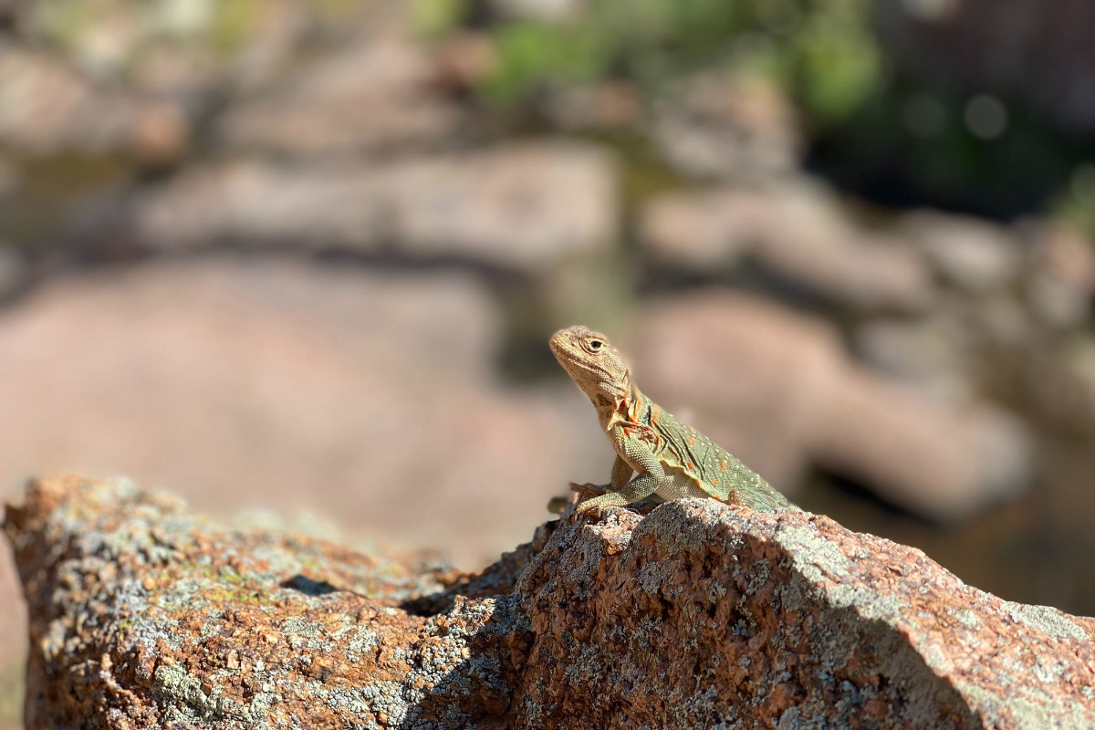 lizard sitting on top of a rock