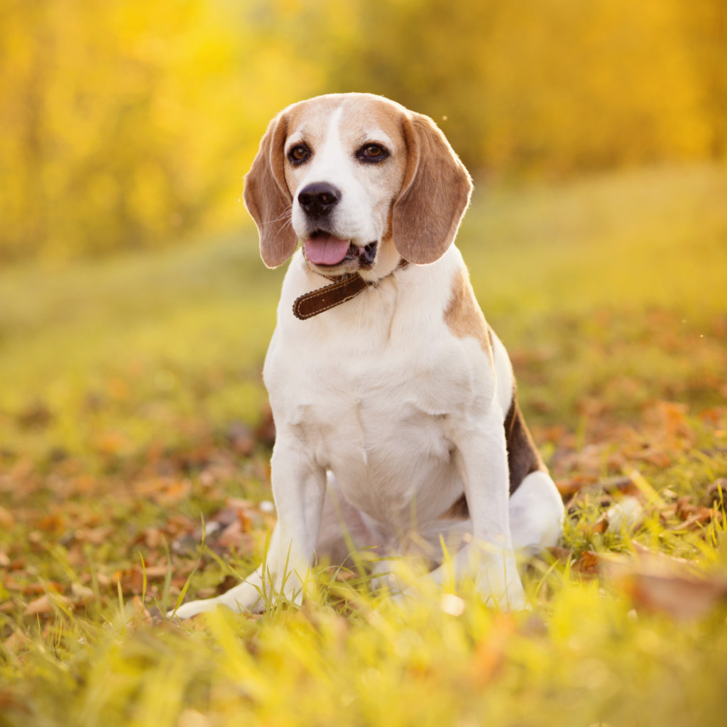 A playful beagle dog sitting in the grass.