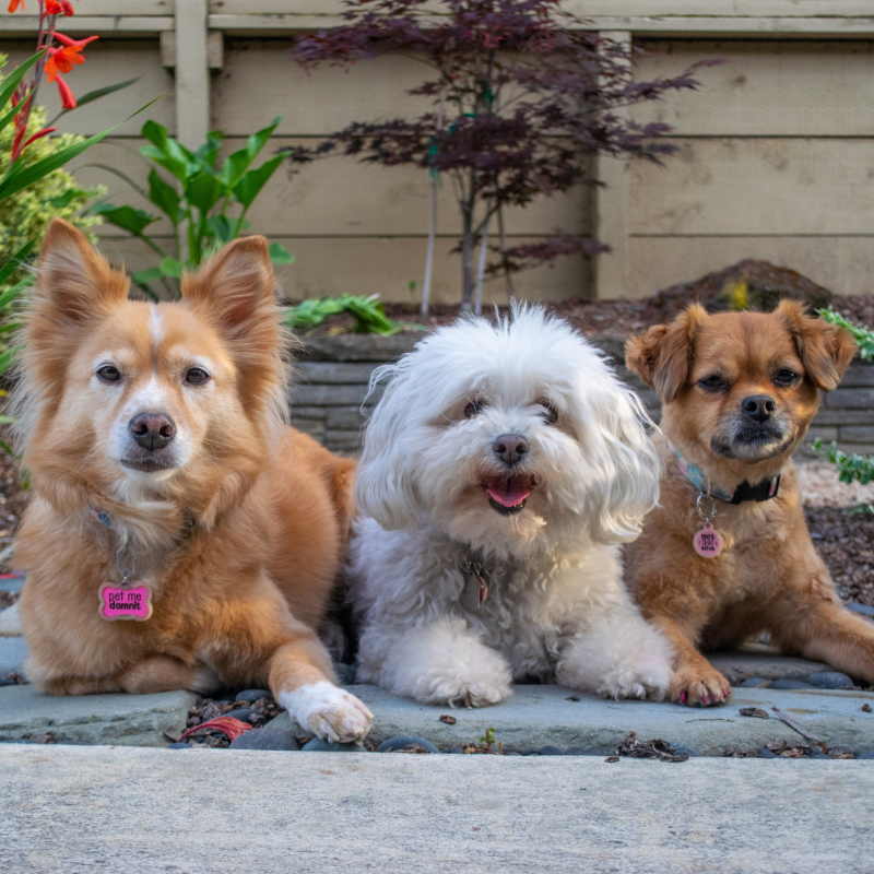 Three dogs lounging on the ground.
