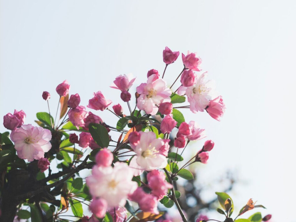 Blooming pink flowers signal a spring clean for your business against a clear sky.